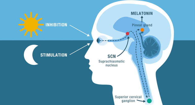 Understanding How Circadian Rhythm Affects Sleep Quality and Duration