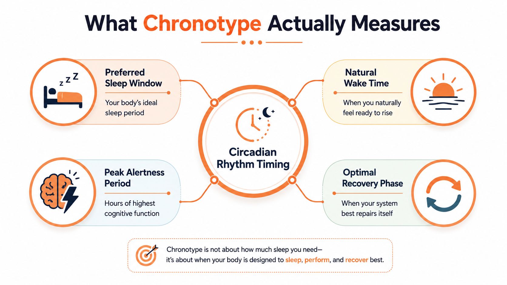 A diagram explaining that chronotype measures circadian rhythm timing, sleep windows, wake times, alertness, and recovery phases.