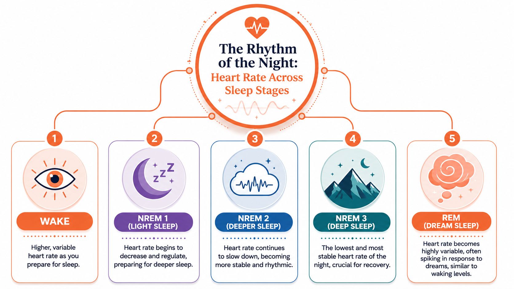 A diagram illustrating how heart rate changes across five distinct stages of sleep from wake to REM.