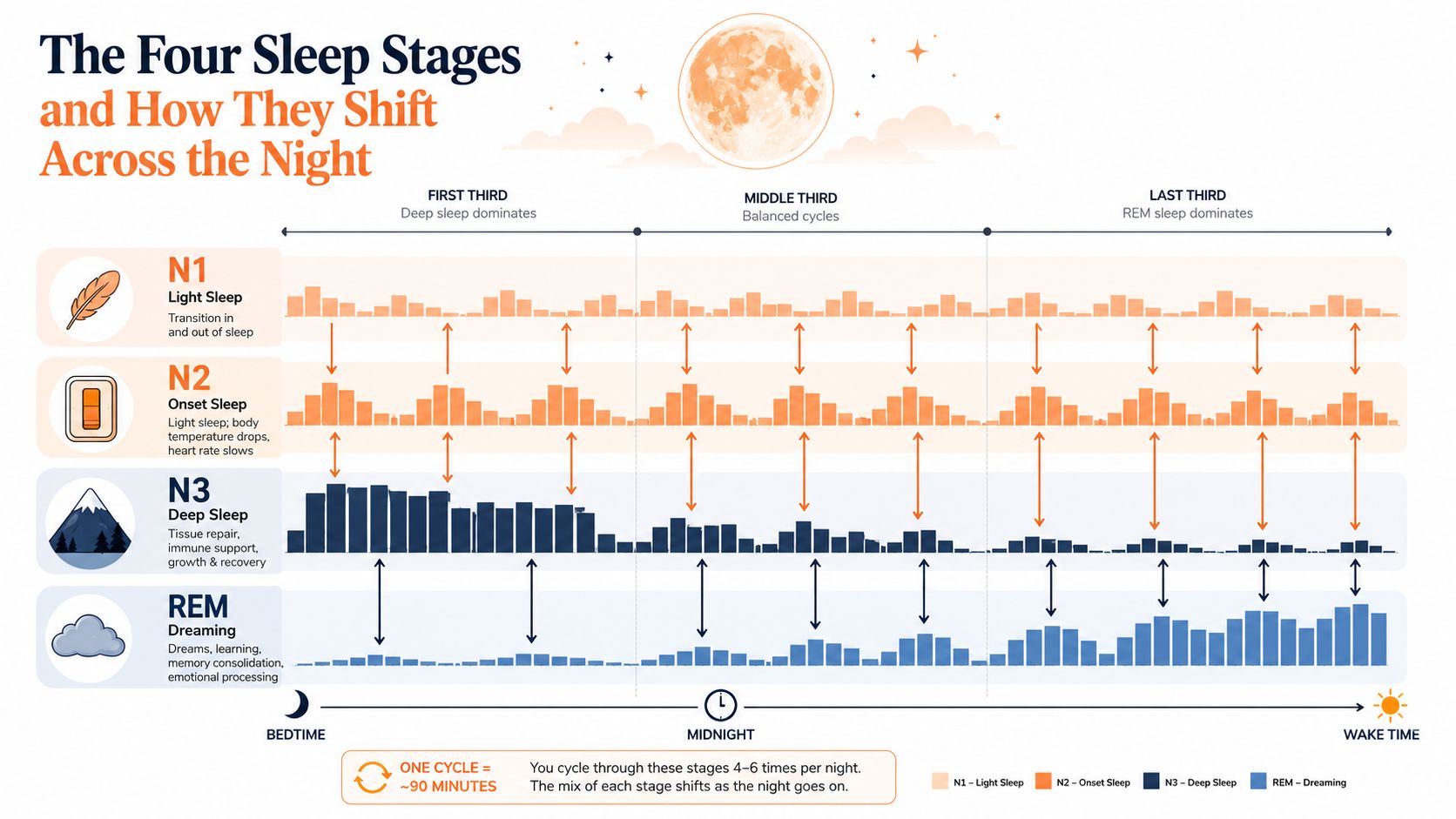 A diagram illustrating the four sleep stages and how they shift and cycle throughout the night.