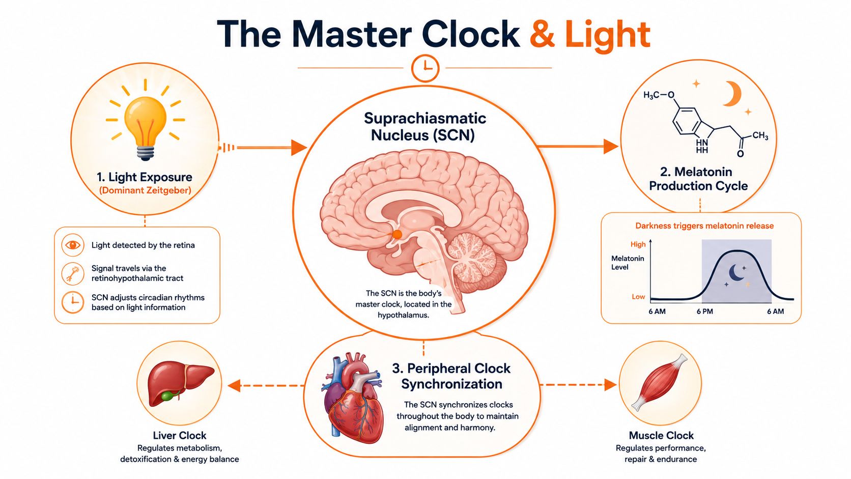 A diagram illustrating how light, the suprachiasmatic nucleus, melatonin production, and peripheral clocks regulate circadian rhythms.