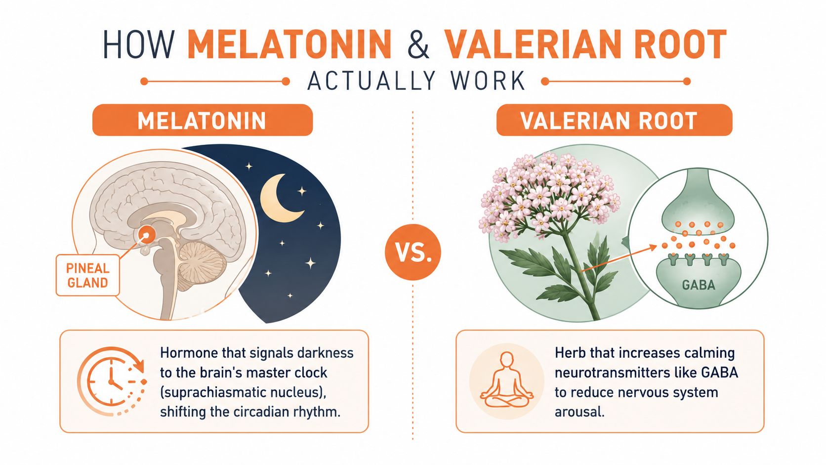 An infographic comparing how melatonin and valerian root supplements function to help with sleep and relaxation.