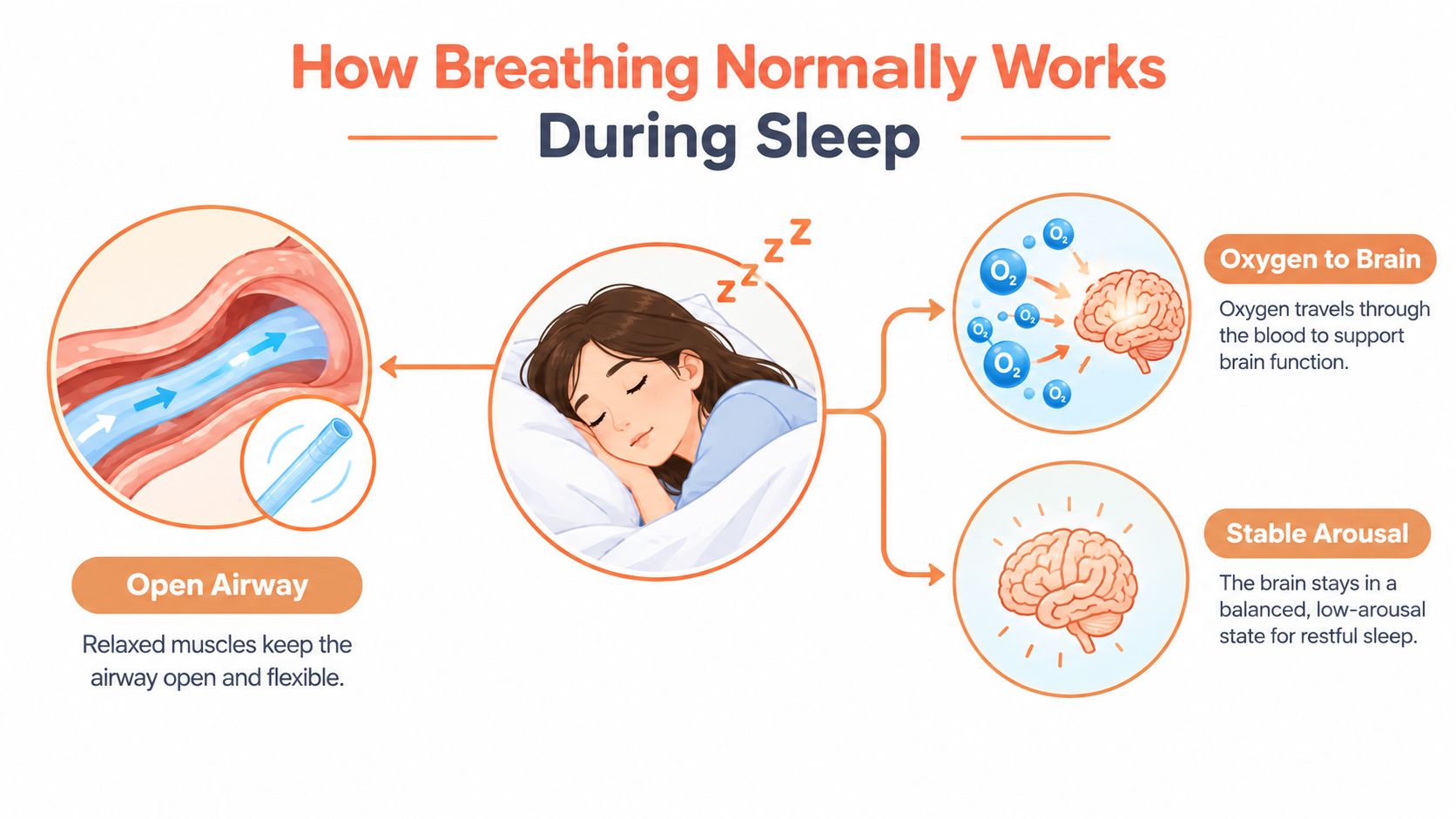 An educational illustration showing how normal breathing works during sleep to provide oxygen to the brain.