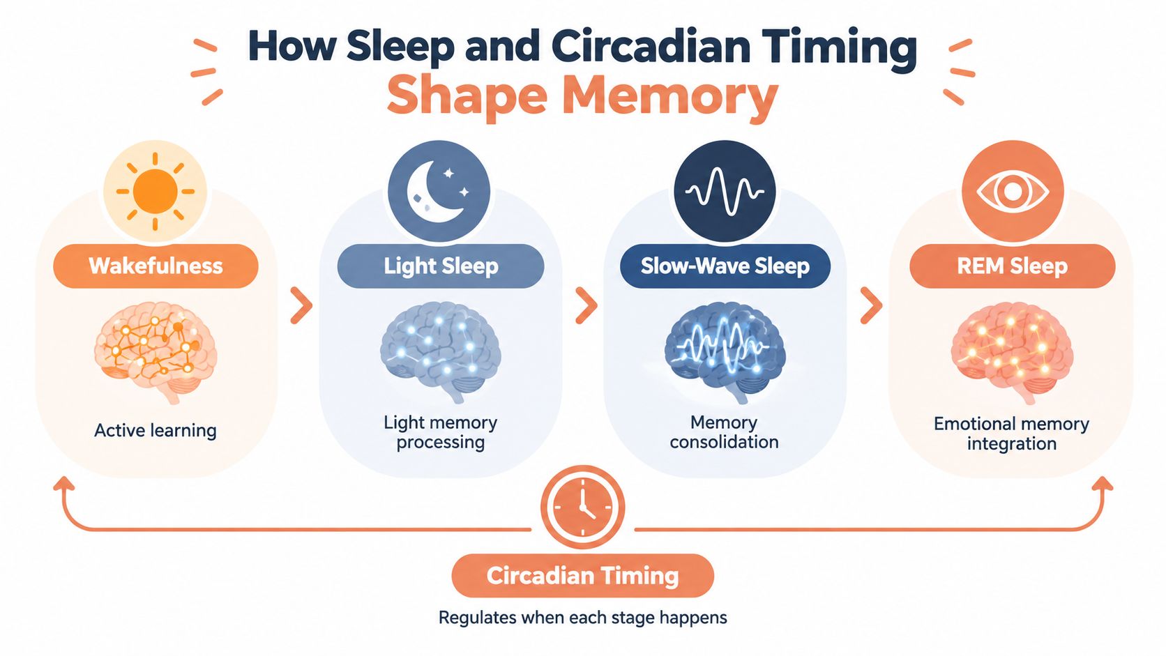 A diagram illustrating how sleep cycles and circadian rhythms facilitate active learning, memory consolidation, and emotional integration.