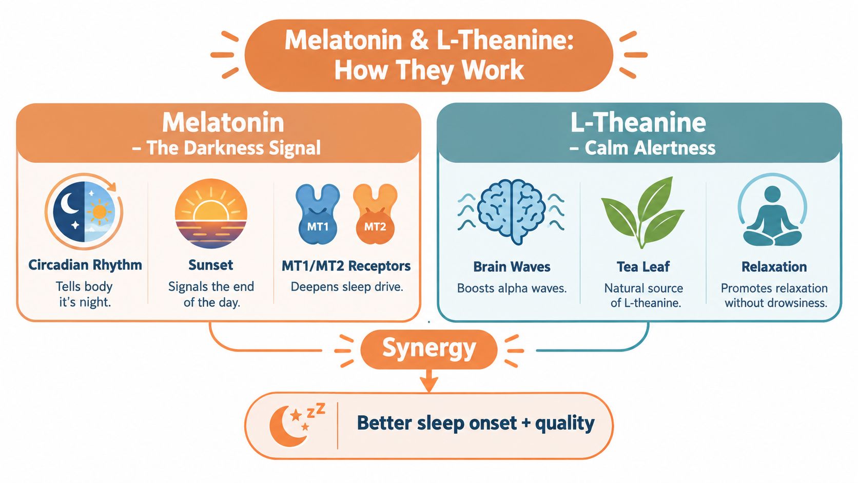 An infographic explaining how melatonin and l-theanine work together to improve sleep onset and quality.
