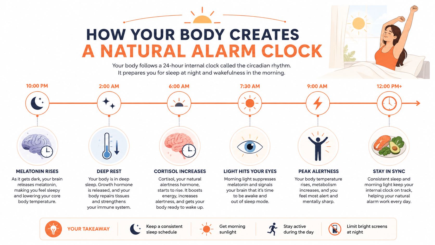 An infographic illustrating how the circadian rhythm functions as a natural alarm clock throughout a 24-hour cycle.
