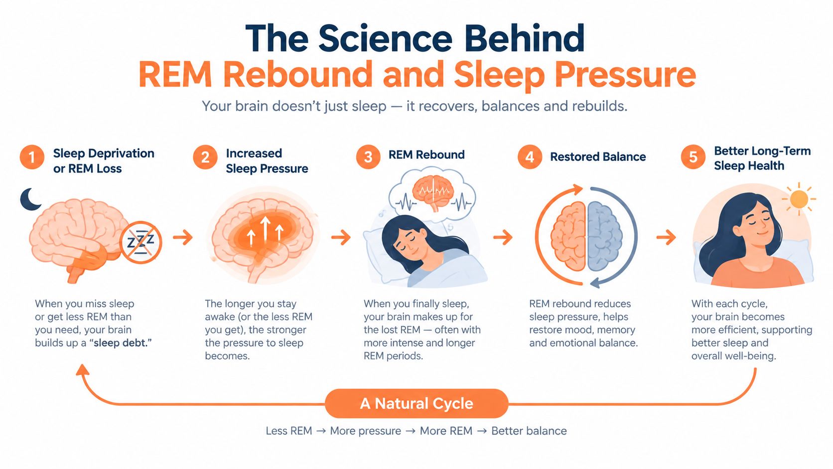 A diagram illustrating the natural sleep cycle process of REM rebound and recovering from sleep deprivation.