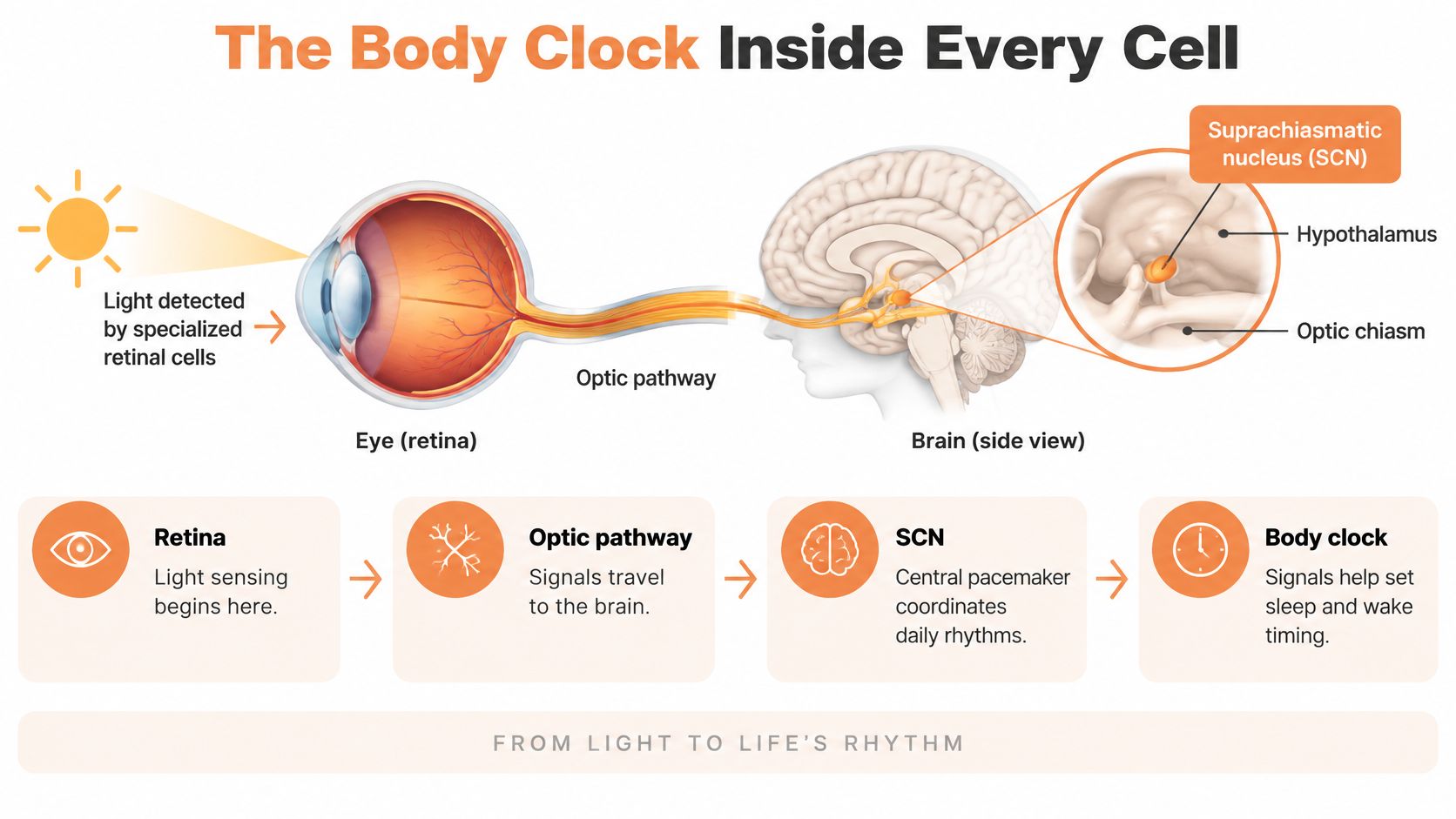 A diagram illustrating how light signals travel from the retina to the brain's suprachiasmatic nucleus to regulate circadian rhythms.